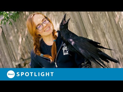 The Blind Trickster: Dougal the Raven