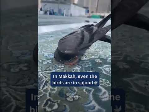 Mashaallah 🕋❤️ #viRalshort #youtubetips #beaUtiful #shoRt #beStviDeo  |💫Islamic Girl NaSra AnSaRi 💫|