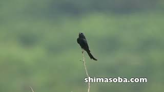 オウチュウ、アカショウビン、アカアシシギ(動画あり)