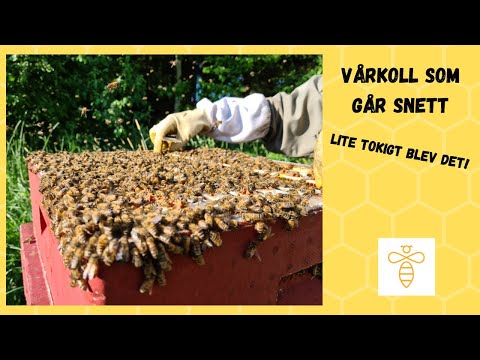 vårkoll med ett litet missöde 🐝