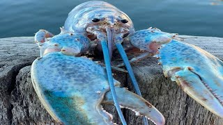 Cover art for Blue Lobster Meme