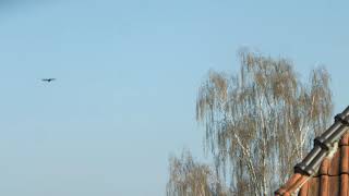 Netzberg erzählt Ringsgwandl