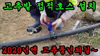 고추밭에 점적호스를 설치하고 비닐피복을 마무리했습니다