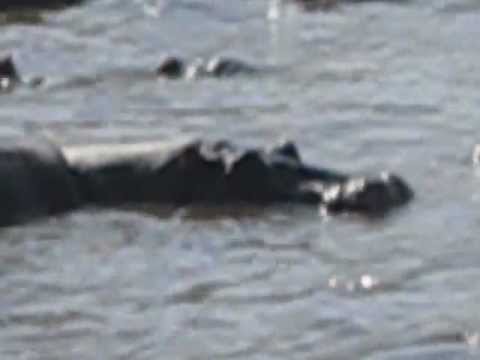 Hippo Wallow Serengeti