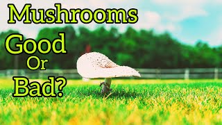 How To Get Rid of Mushrooms and Lawn Disease