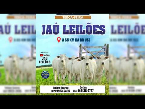 LEILÃO GADO DE CORTE  - JAU LEILÕES  - JAU DO TOCANTINS  -23 / 06 / 2026