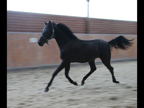 OL Hengstjährling Morricone/San Amour/Fürst Heinrich 2017
