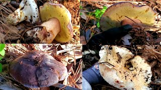 Ep.1 1/4เก็บเห็ดผึ้งหวานและเห็ดมัทสึทาเกะในป่าเดียวกัน ทั้งสนุกทั้งเหนื่อยปีนเขา 7/12/21