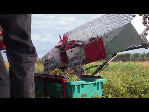 Stonyfield | Quebec Wild Blueberries