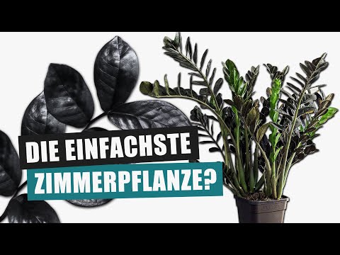 Schwarze Glücksfeder - eine Pflanze für alle? | Pflanzen-Portrait