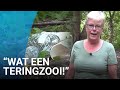 Afgezaagde takken en honderden ballonnen: ravage na illegaal bosfeest