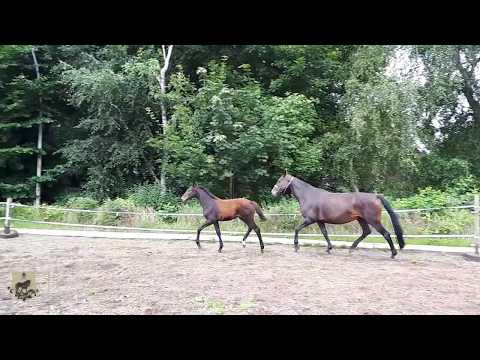 Baccara, Stutfohlen von Borsalino x Danone II