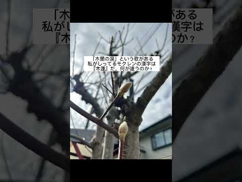 年に2回咲くモクレンの品種はありますか?どれの ？  庭園