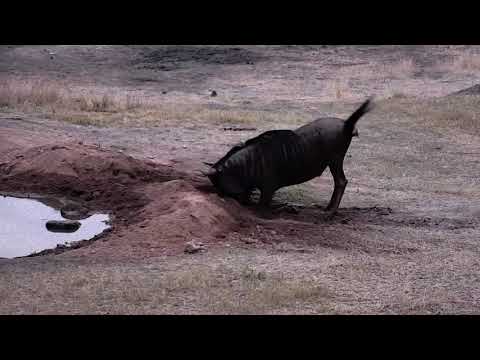Djuma: Wildebeest bull and Impala rams - 06:12- 09/08/18