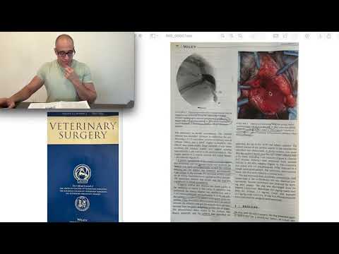 A dog with both vestibulovaginal stenosis & urethral structure treated with transpelvic urethrostomy
