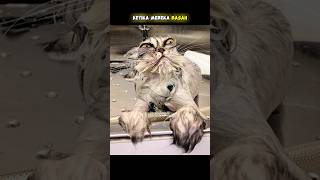 Download lagu HEWAN MENJADI SERAM KETIKA BASAH mp3