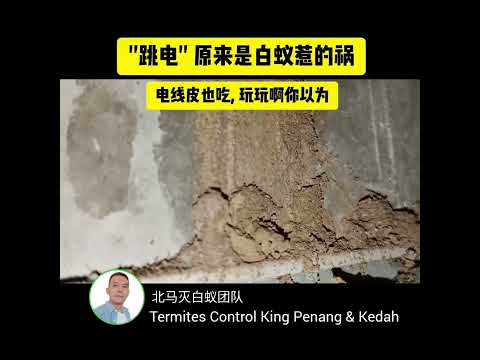 跳电原来是白蚁惹的祸