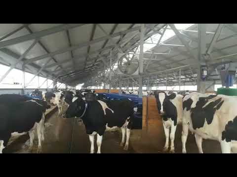 Работа разгонных вентиляторов в коровнике