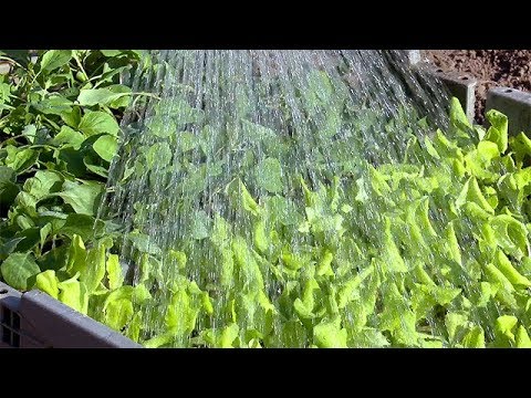 Junges Gemüse: erfolgreich pflanzen und ernten.