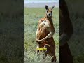 Which is the Largest Marsupial?