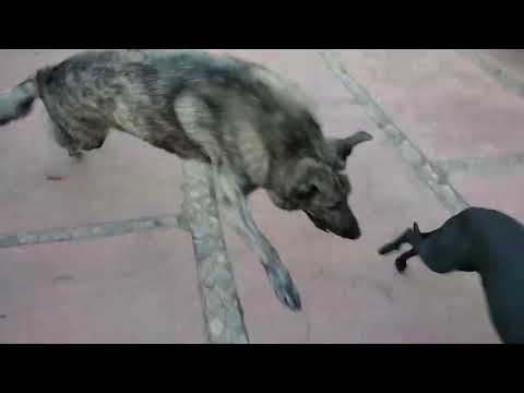 Doc Playing with his Buddy Xochitl