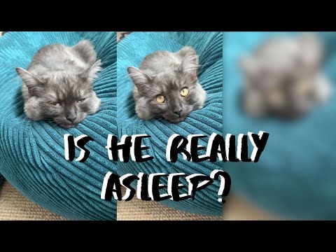 Kitten Sleeps With His Eyes OPEN