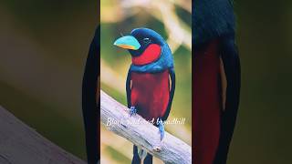 Download lagu Nyanyian burung broadbill hitam dan merah ✨🎼✨ mp3