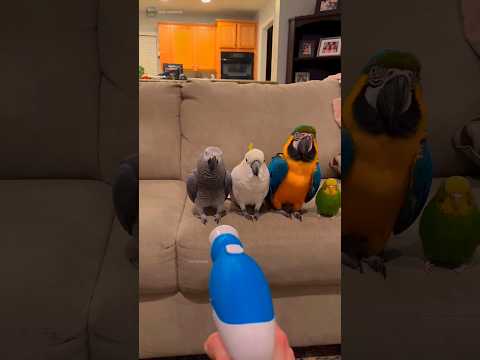Welcome to another amazing and entertaining video! 🎥✨ #funny #birds #shorts #beautiful #fyp #foryou