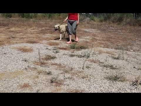 Vídeo de CONRAD