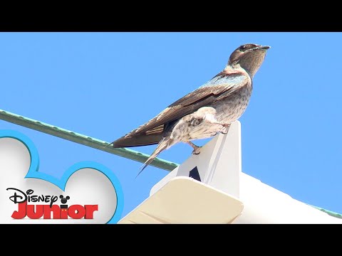 Baby Purple Martins | Disney Animals Special Delivery with T.O.T.S. | Disney Junior