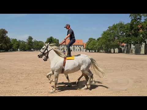 Přípravy na Den starokladrubského koně 2022 – Uherská pošta