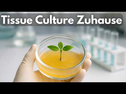 Tissue Culture für Grower – Genetik sichern ohne Labor
