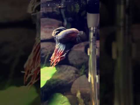 Betta in planted aquarium!