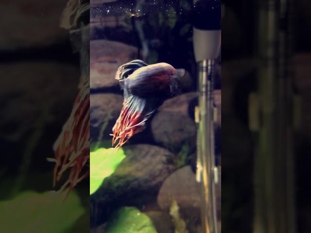 Betta in planted aquarium!