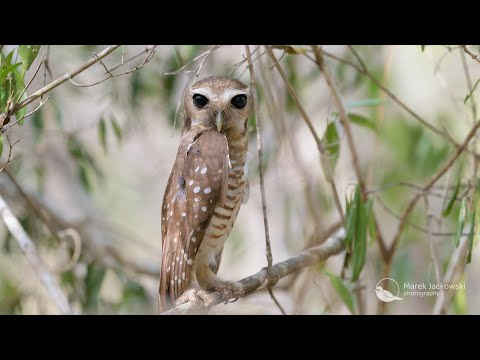 Owls of Madagascar White-browed Owl