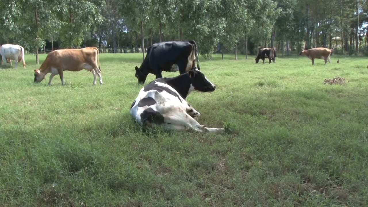 Integração de pastagem com eucalipto ajuda a melhorar a produção leiteira - RG Rural