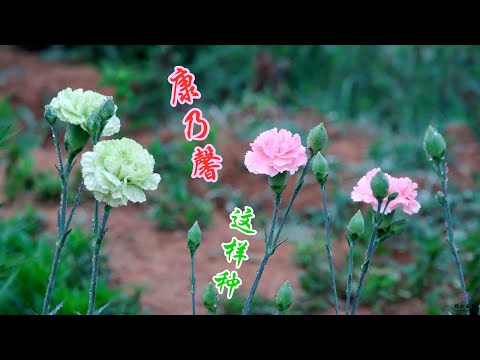 種康乃馨