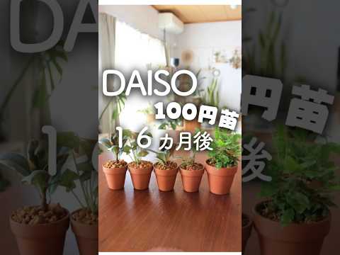 植物を屋外に順応させるにはどうすればよいですか?苗や観賞用のグリーンはいつ取り出すのですか？  庭園