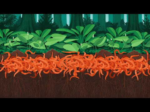 Emerging Species Series: Watch Out for Jumping Worms