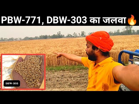 Porwal natural wheat seeds dbw 771, packaging type: pp bag, ...