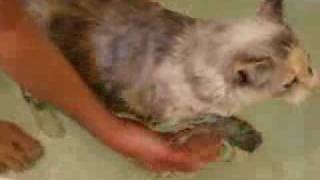 Wet Cat Bath