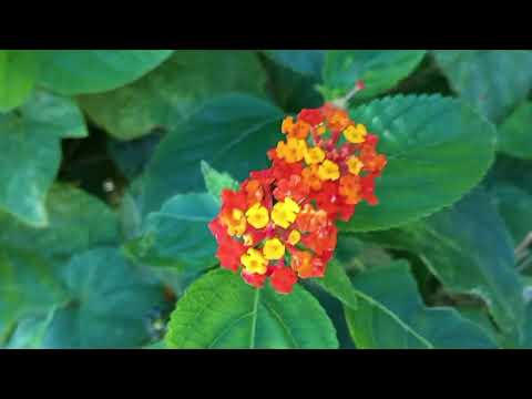 Flores 💐 y plantas 🌿 Pinamar, Canelones, Uruguay 🇺🇾