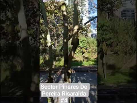 Sector Pinares De Pereira Risaralda #4