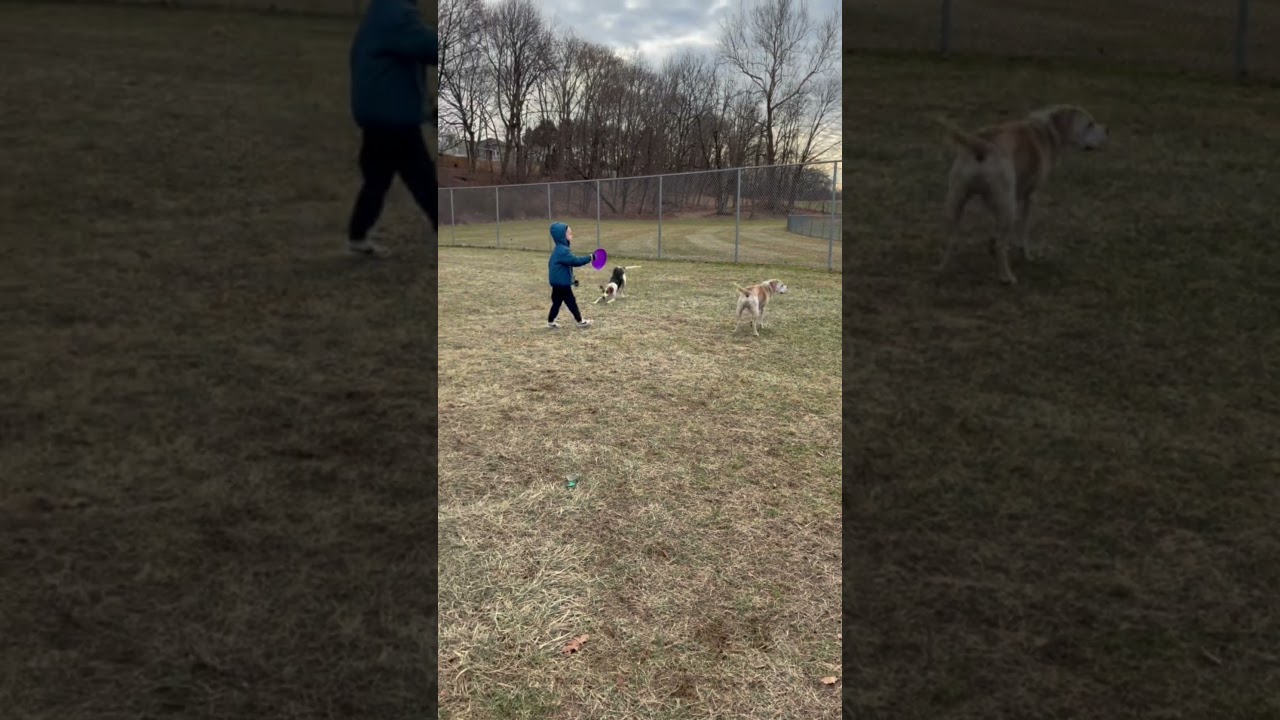 Enlarge Norman, an adopted mixed breed in Lagrangeville, NY video 5/5