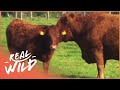 Are Cows Dangerous To Us The Private Life Of Cows