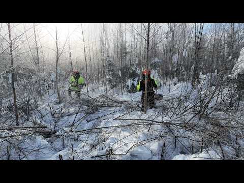 Clearing the Forest Step by Step 🌲💪(Day3)