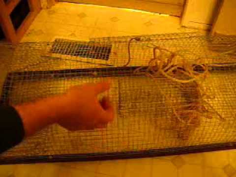 crawdads  home survival