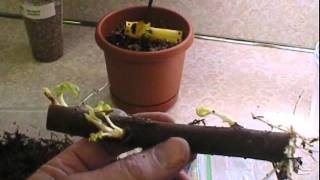 How to grow a fig tree from a cutting part 1