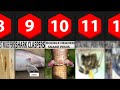 Comparison WEIRDEST Animal PENISES