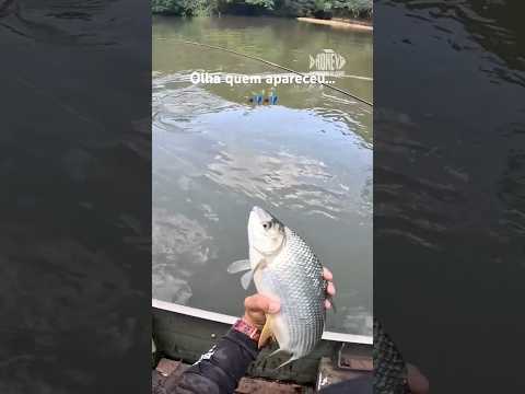 🔥🐟 CURIMBATÁ BRIGUENTA na ULTRA LIGHT! A Emoção da Corredeira do Rio Caldazinha! 🎣💥